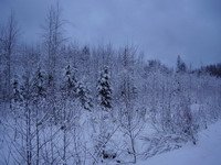 Зимний лес
 -  - скачать фотообои для рабочего стола