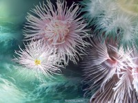 цветы моря астры медузы
 -  - скачать фотообои для рабочего стола
